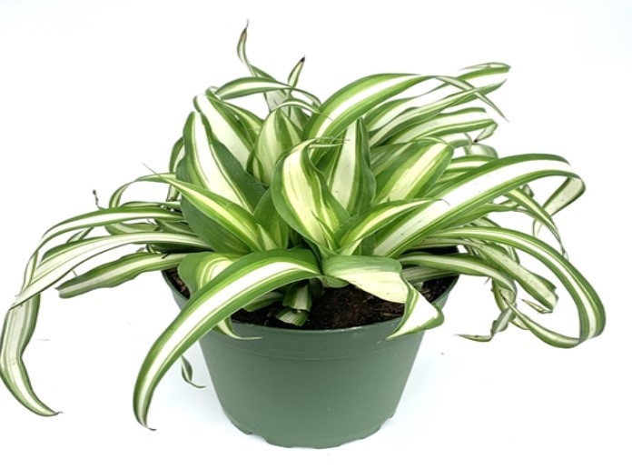 Chlorophytum Spider Variegated Live House Plants
