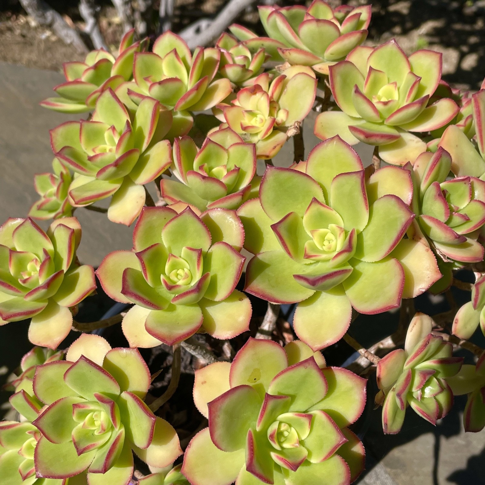 Rare Aeonium Kiwi Variegated Succulent Live Plant Unrooted Cutting 2-3 Inches