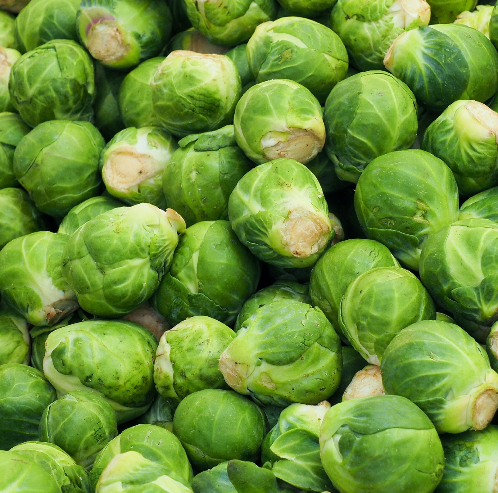 Catskill Brussel Sprout Seeds for Planting – Heirloom Non-GMO Vegetable Seeds
