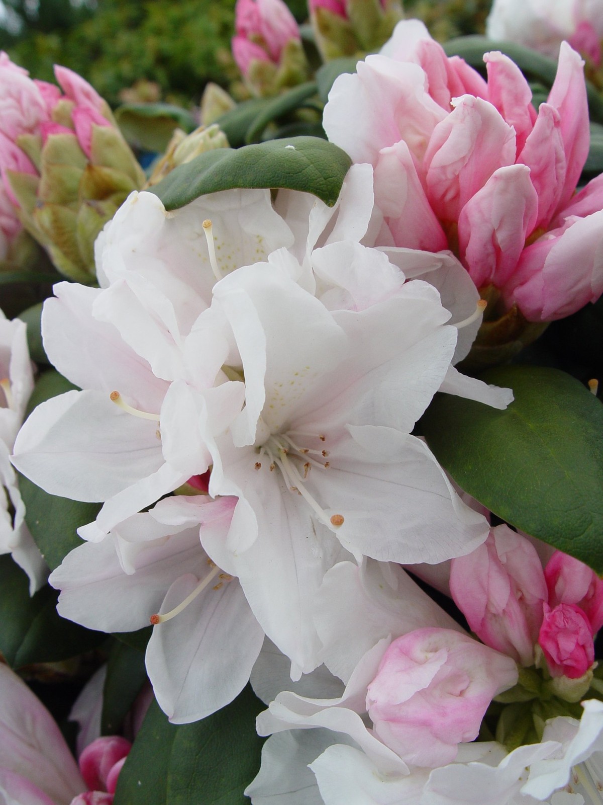 Green Promise Farms Rhododendron Yak. Princess Rhododendron Evergreen Light