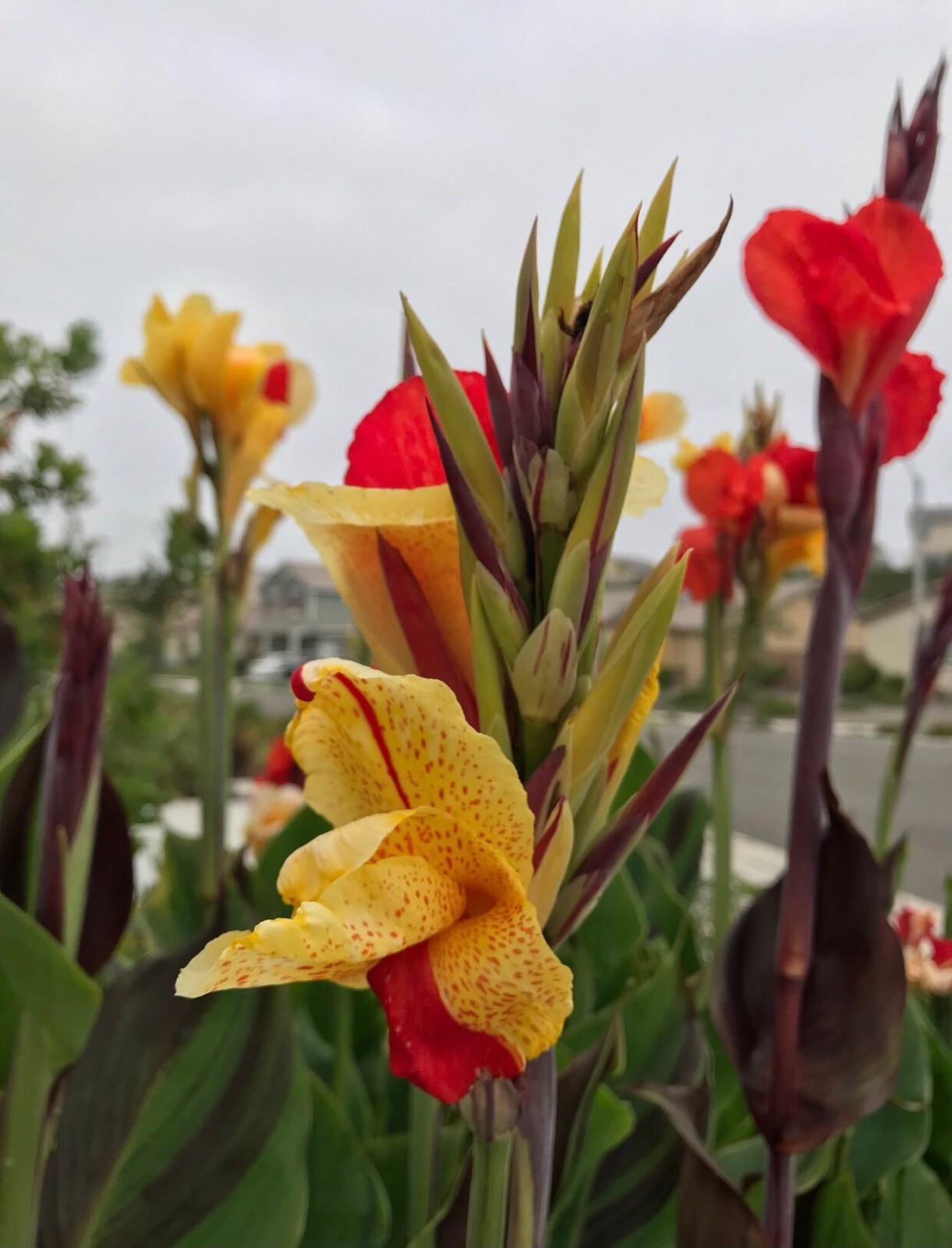 Canna Lily Cleopatra Rhizomes: Variegated Foliage, Exotic Blooms – 7-Rhizomes
