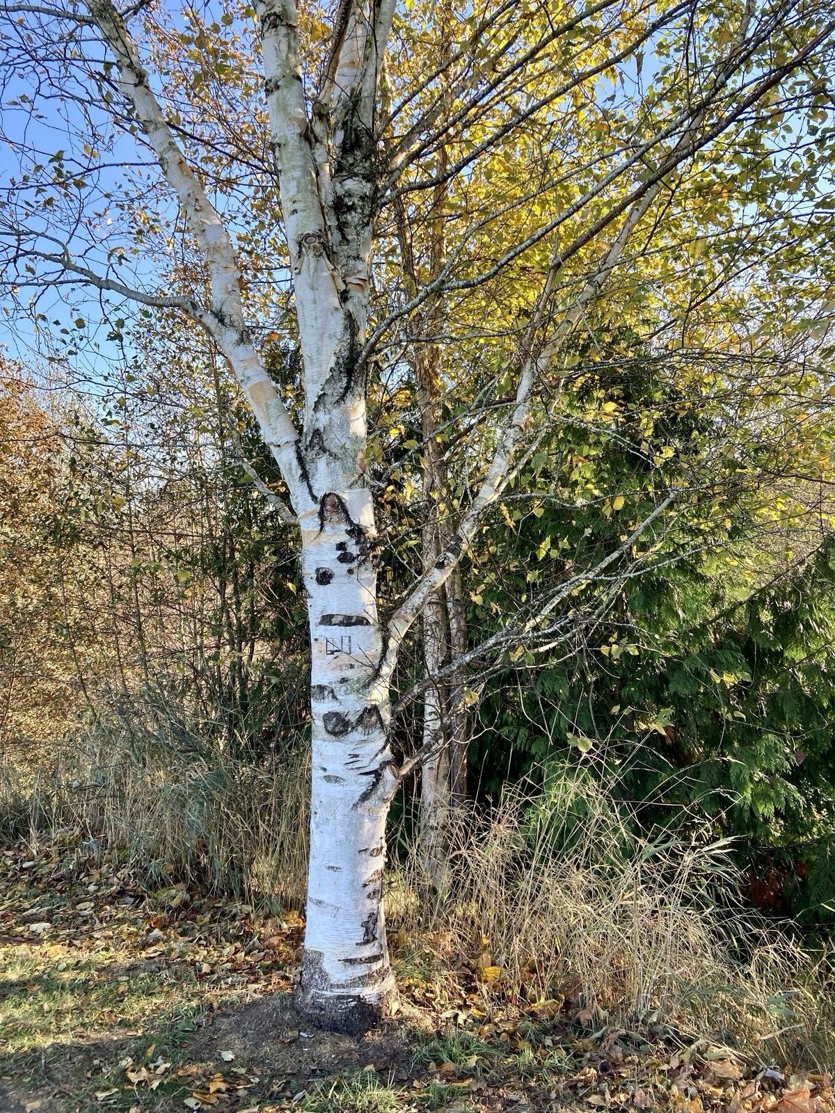 White Birch Tree Seeds 450 Heirloom Seeds for Planting Non GMO European Birch