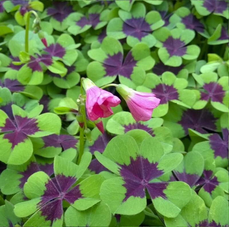 5 Shamrock Iron Cross FOUR LEAF CLOVER bulbs Hardy zones 7-10 or Houseplant