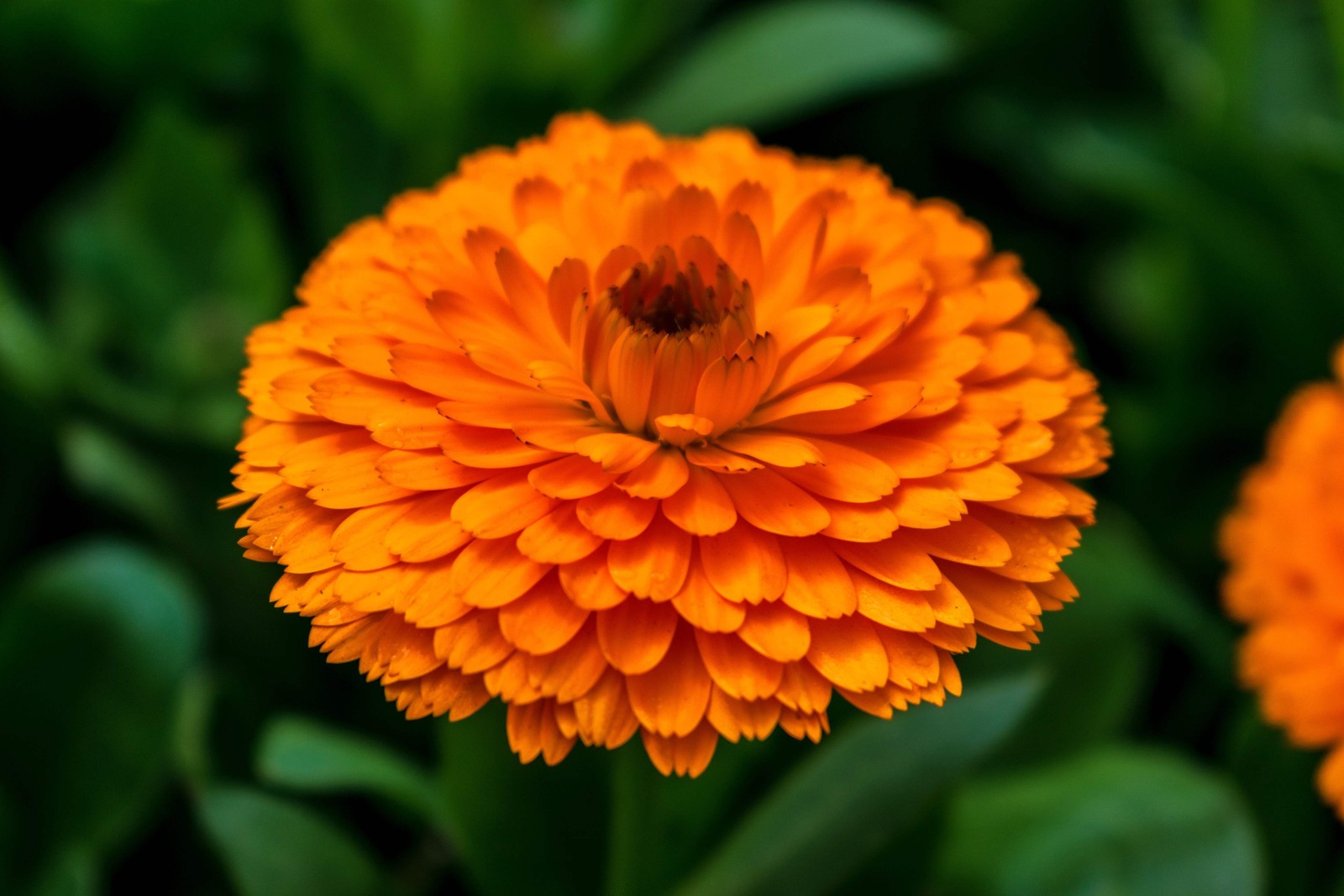 500 Mixed Colors FANCY MIX Pot MARIGOLD Calendula Officinalis Flower Seeds