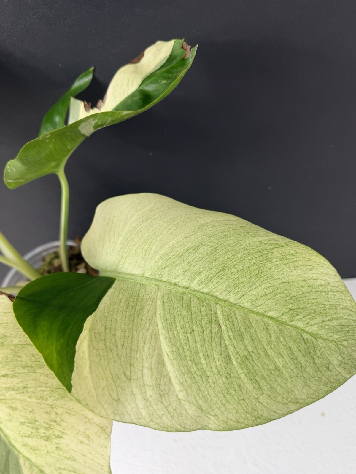 Monstera MINT NOID “JUNGLE MINT” Variegated