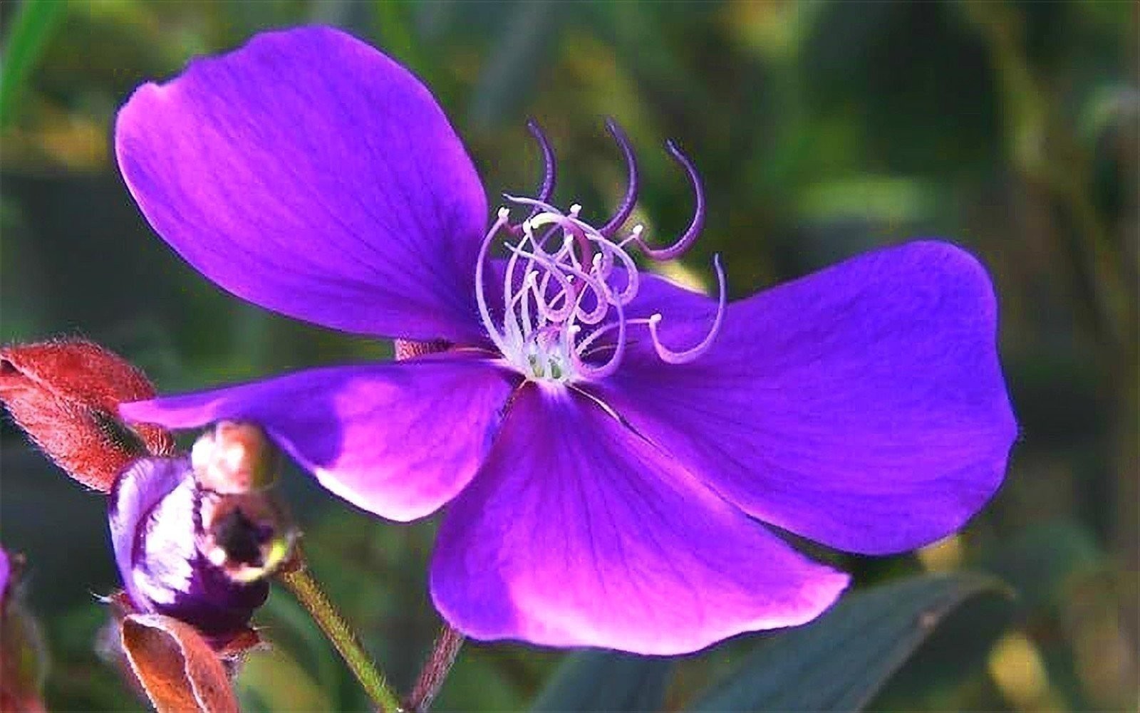 Tibouchina Dwarf Princess | 2 Inch | Tibouchina urvilleana | Flowering Plant