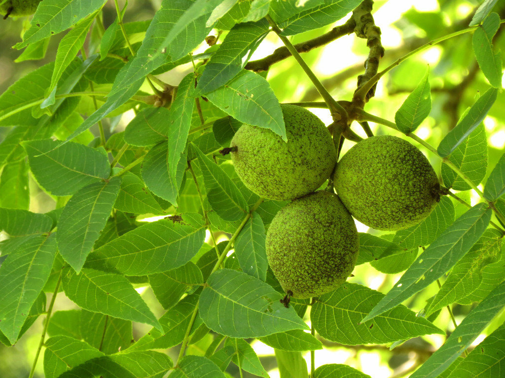 Black Walnut Tree – 12-18″ Tall Seedling – Live Plant – Juglans nigra