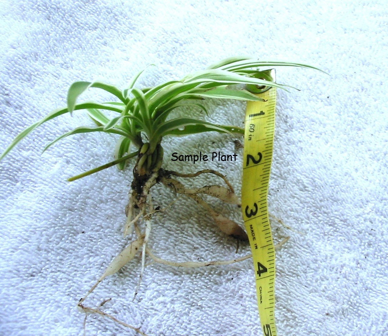 Small Spider Plant Babies – 4 Piece – Fresh LIVE With Roots Ready to plant