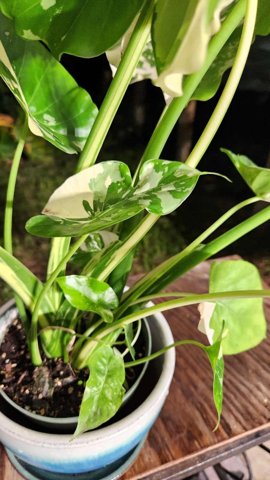 Alocasia gageana variegated plant in 6″ Pot 17″ – 22″ Tall 18″ – 19″ Wide