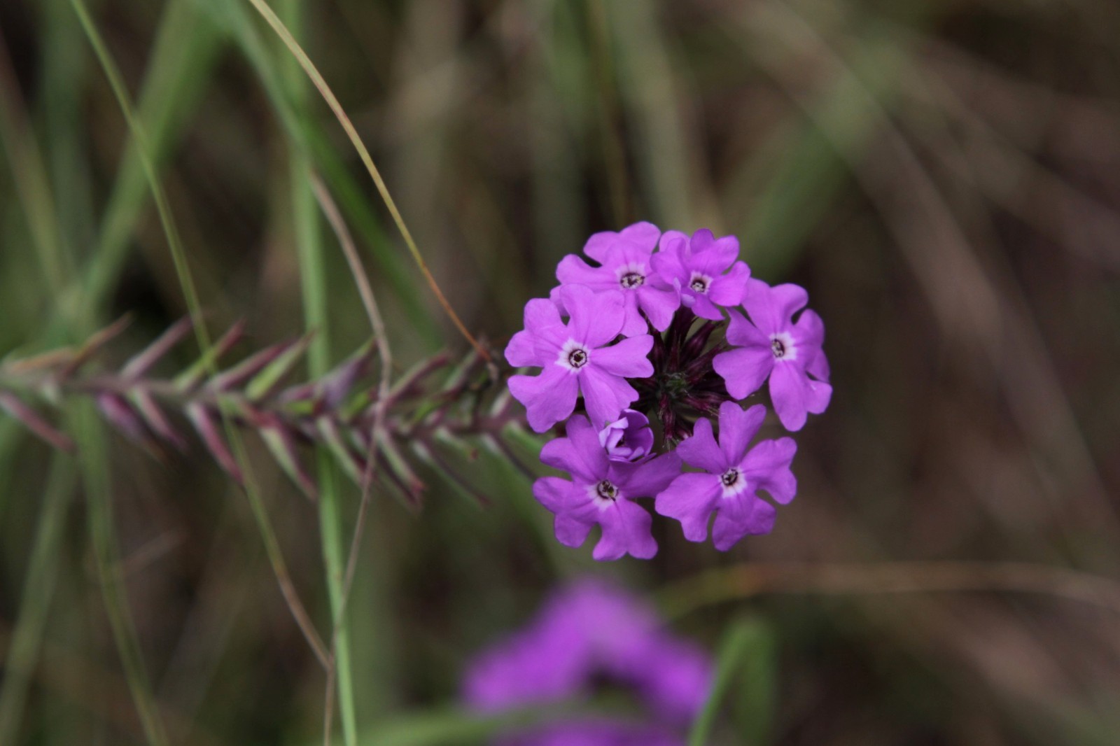 500 Moss Verbena Seeds – Verbena tenuisecta Seeds – Medicinal Plant