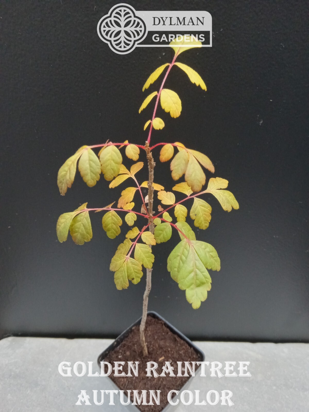 Golden Rain Tree (Koelreuteria paniculata) Bee-friendly Tree – Multiple Sizes