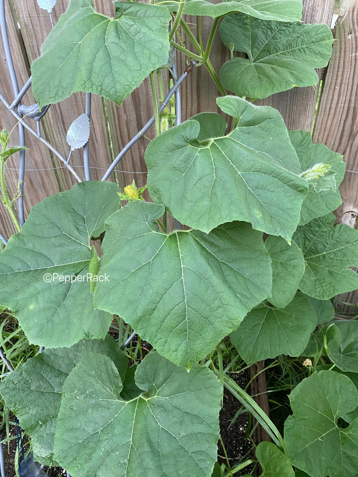 RARE✿ Heirloom Miniature Wax Melon/Mo Gwa/ Jie Gua 10 Seeds