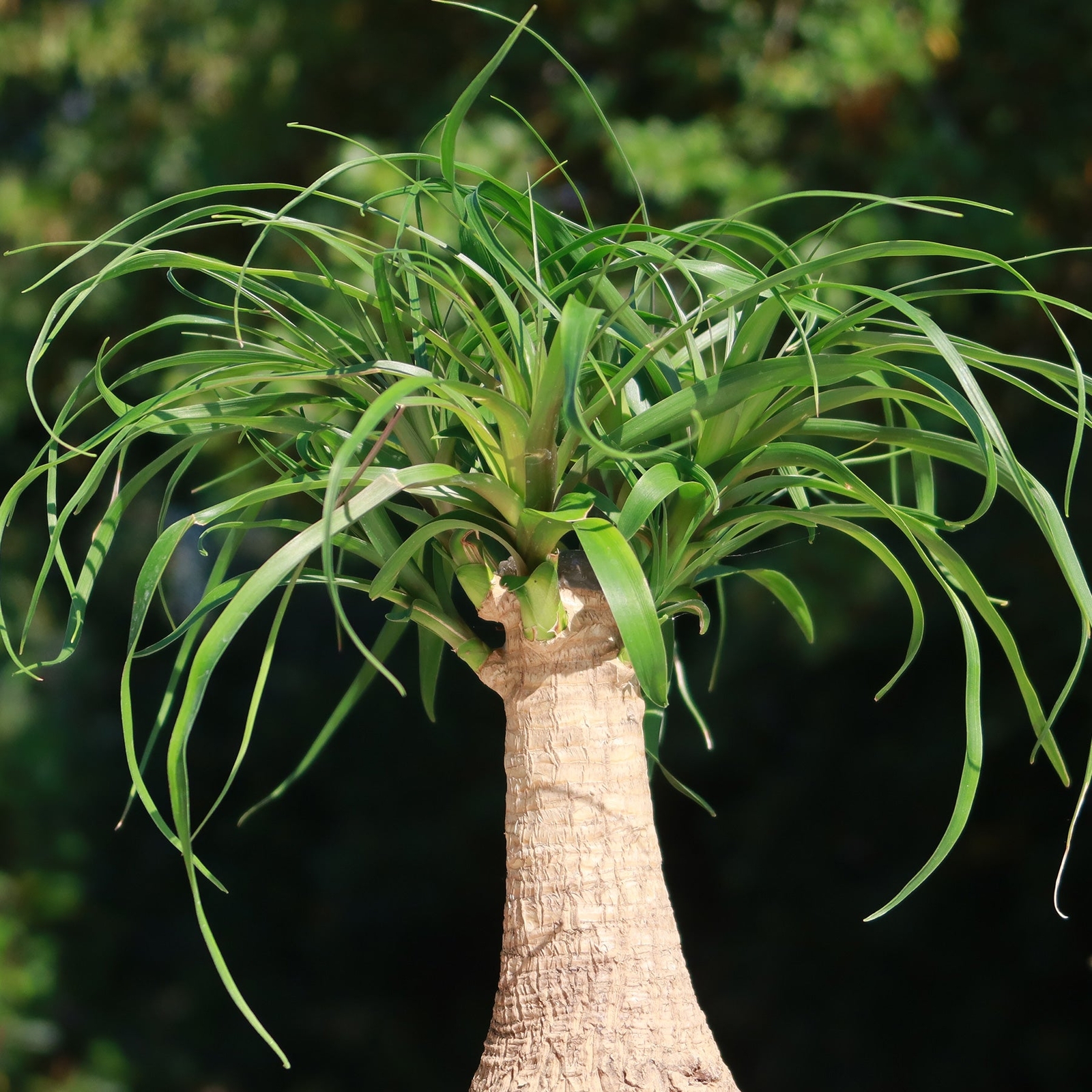 Ponytail palm ‘Beaucarnea recurvata’ cactus Cacti Succulent real live plant