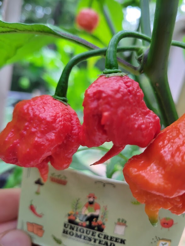 Carolina REAPER Super HOT Pepper Seeds Unique Creek Homestead Certified
