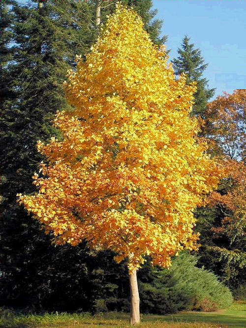 Tulip Poplar 18/24″ in an ABP Container