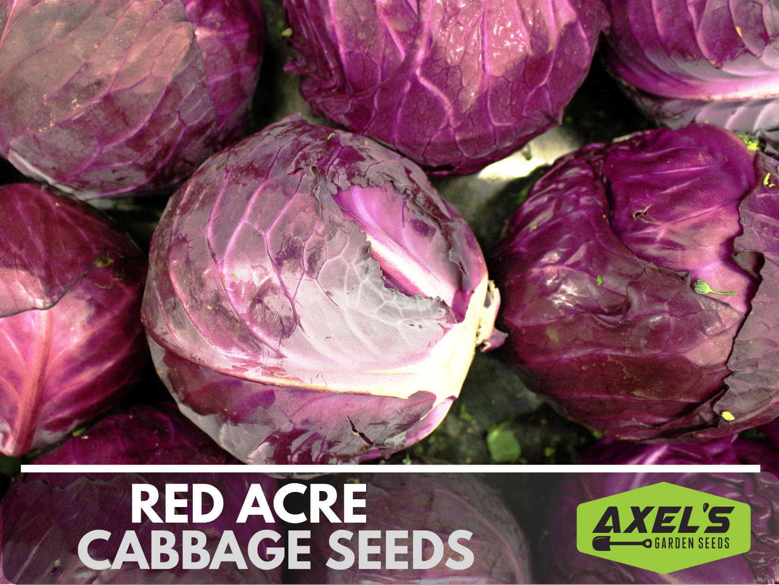 Red Acre Cabbage Seeds | Non-GMO | Heirloom | Fresh Garden Seeds