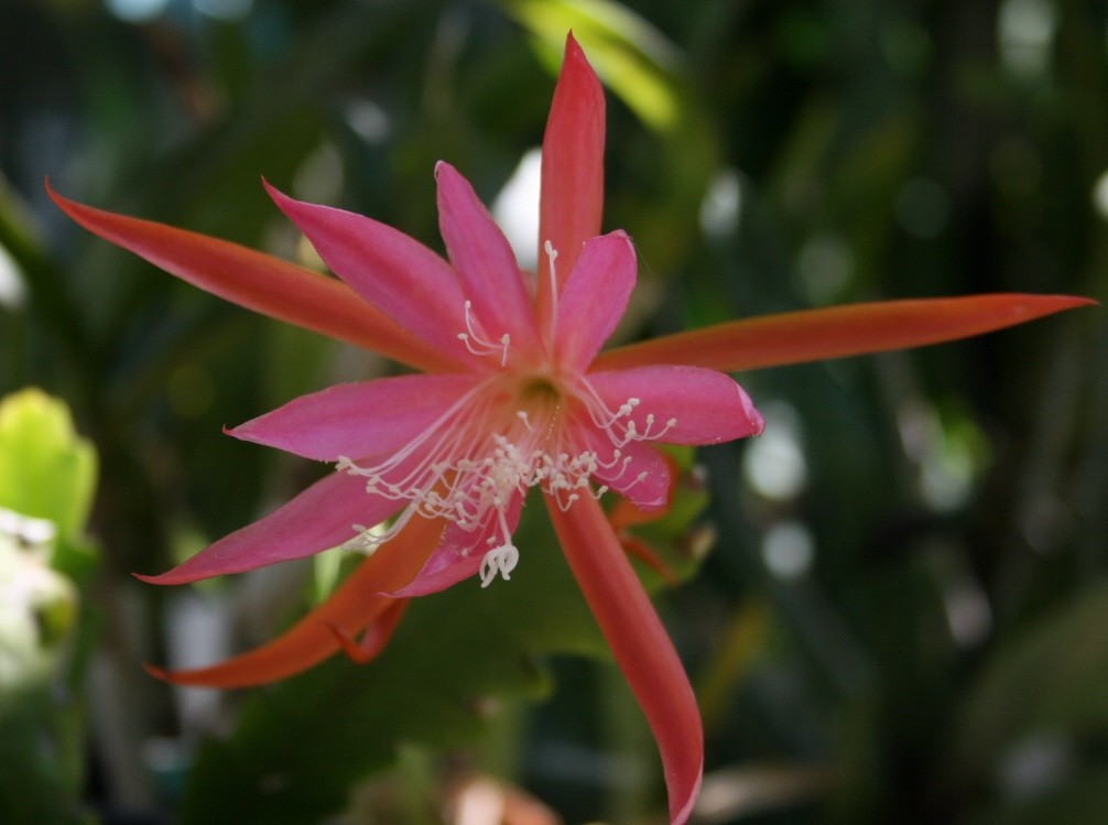 Epiphyllum, Orchid Cactus, FRAUHLINGRAUSCHEN , Don’s Quart pots JULY/1