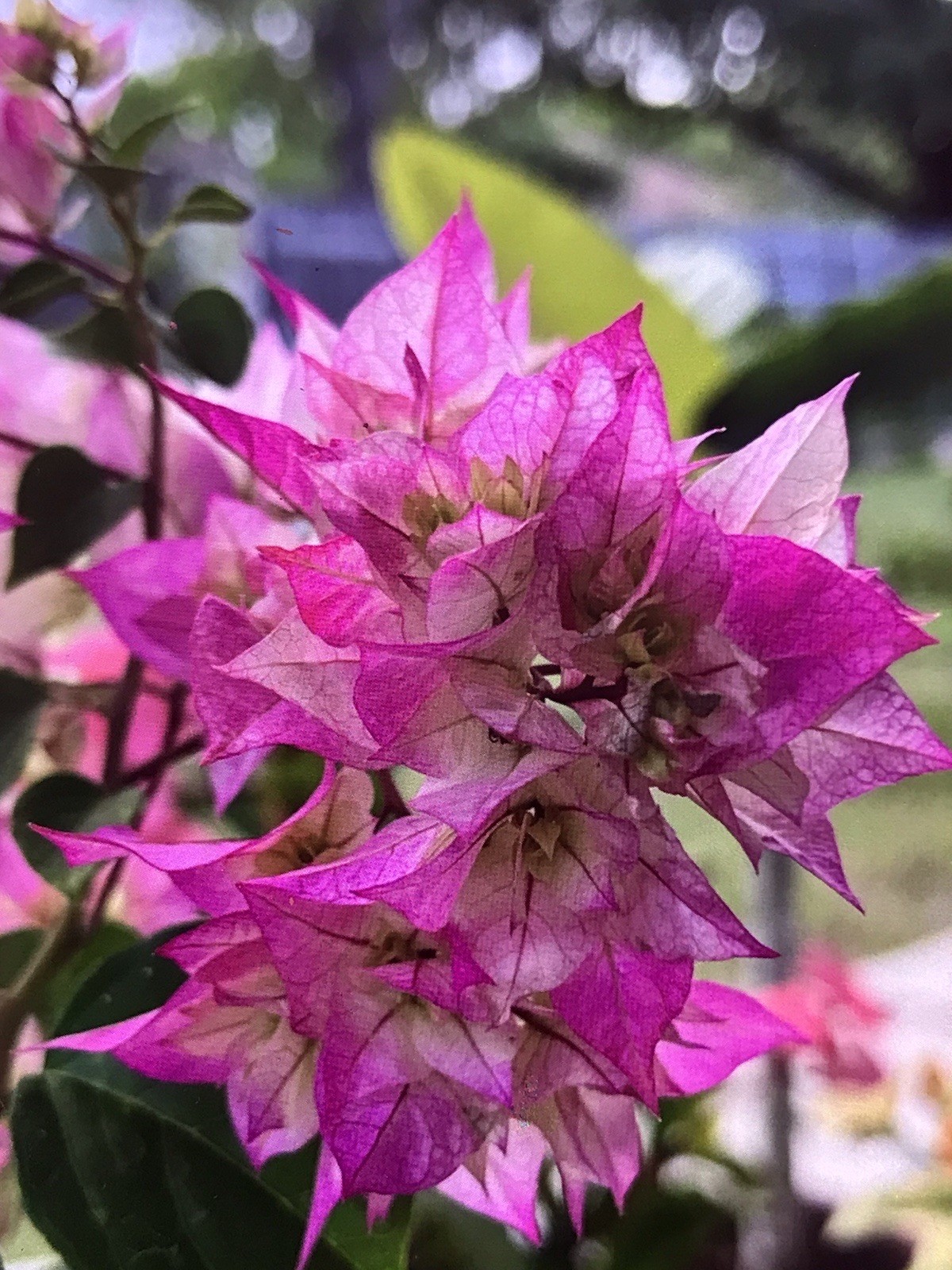 Bougainvillea live plant Double Pink