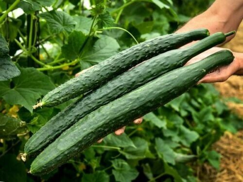 50+ CHINA JADE burpless cucumber seeds; Dua Leo Tasty Jade de trong