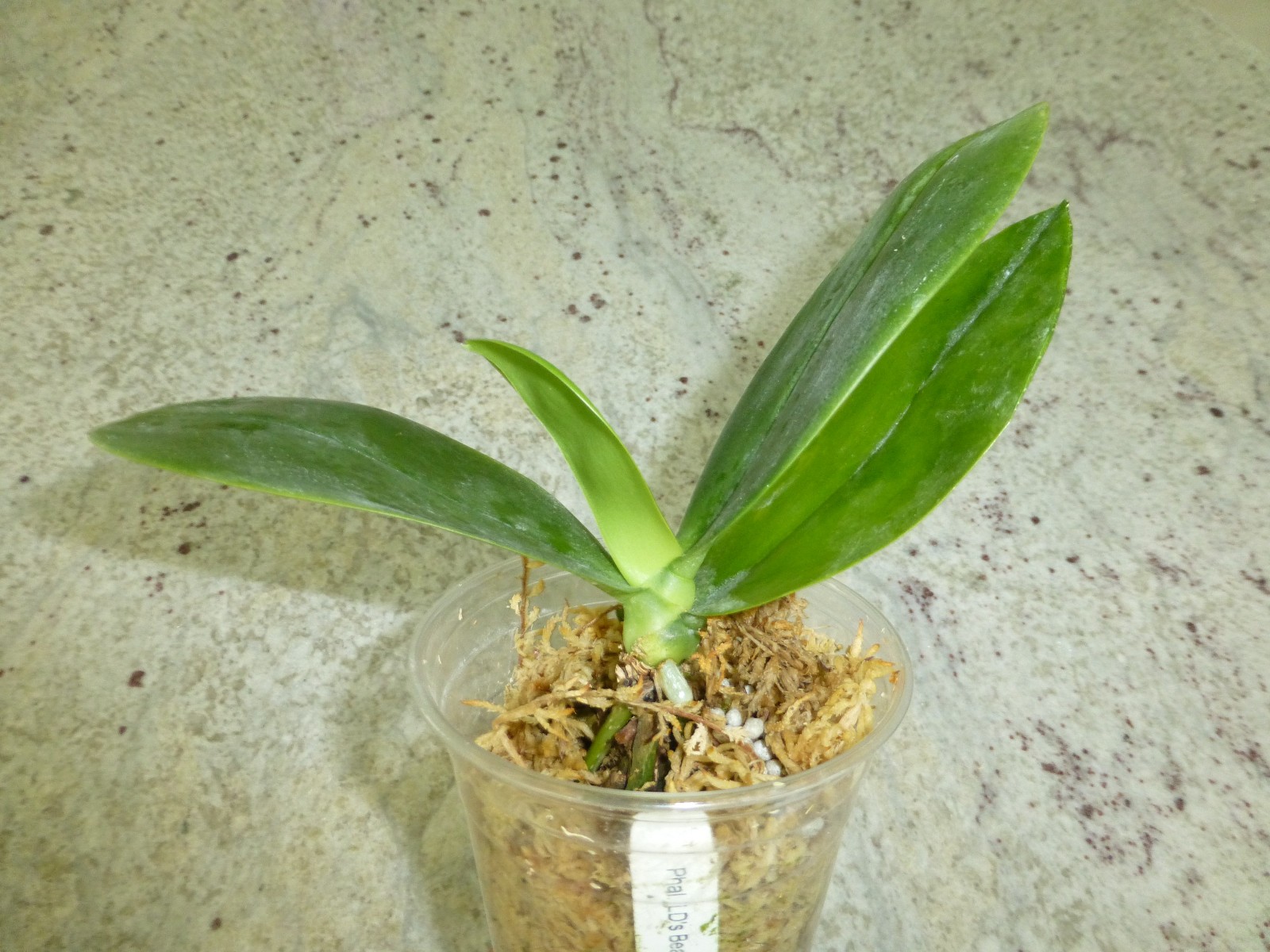 Fragrant Orchid Phalaenopsis Phal LD’s Bear King ‘6S44’ Red Novelty In 3.5″ Pot