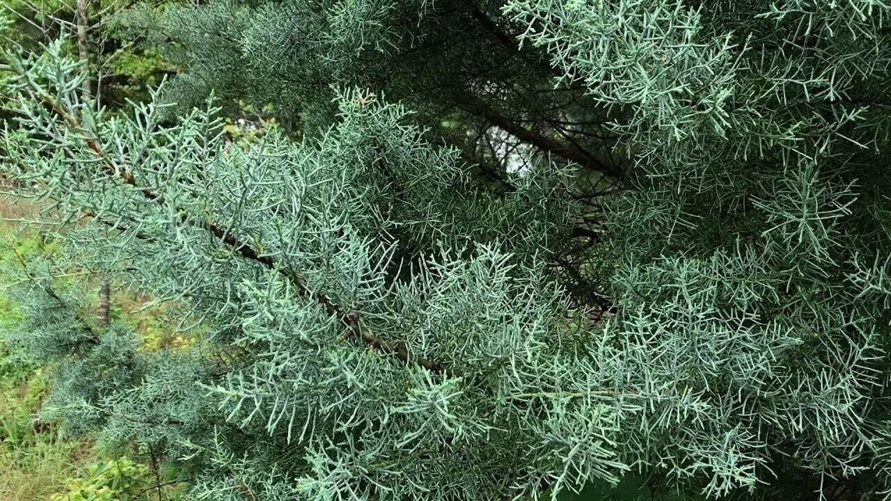 Carolina Sapphire Cypress | 2 Inch | Cupressus arizonica | Low Maintenance Plant