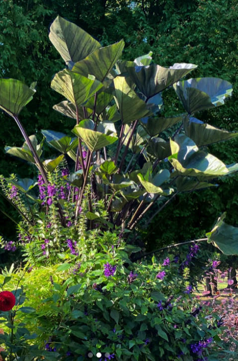 Tea Cup Colocasia Live Plant – 4-6 Inches Tall – Ship No Pot – Tropical Plant