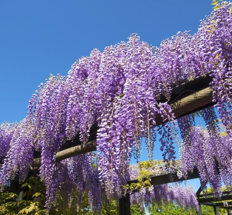 Purple Wisteria Tree – Live Plant in 2.5-Inch Pot (6–12” Tall)