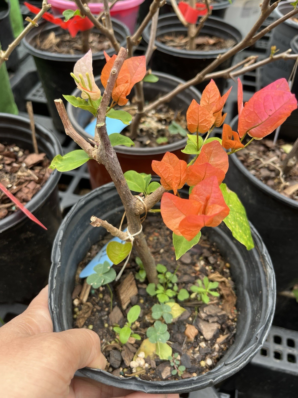 Multi Colors Orange Lipstick 橙口红三角梅Maharani Bougainvillea Bonsai small Size