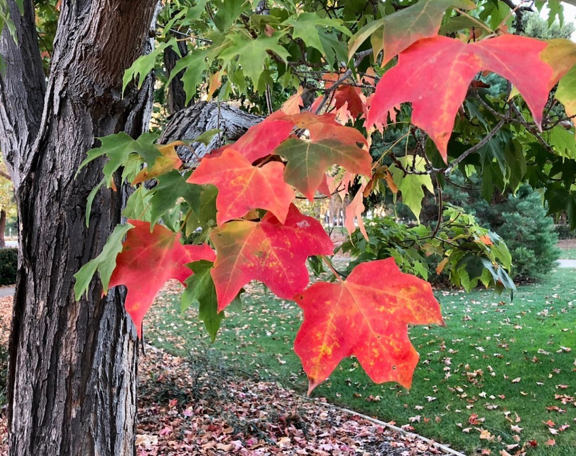 Sugar Maple Live Tree – 18-28″ Tall – 1gal Pot – Deciduous Tree Zones 3–8