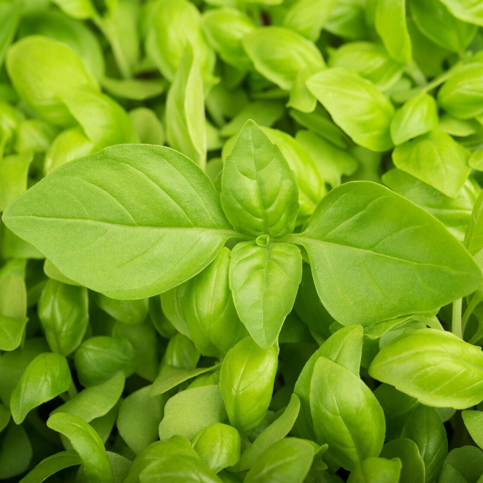 LEMON BASIL HERB 150 SEEDS NON-GMO FRESH FOR GARDENS