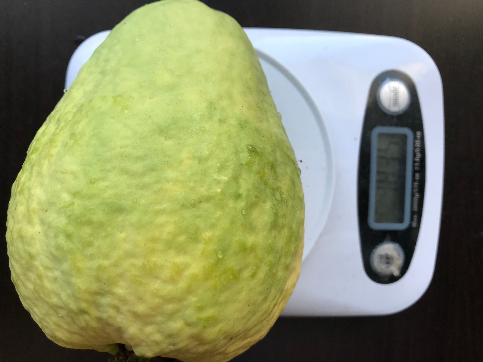 2 Rare Cream White Tropical Guava Fruit Tree Psidium Guajava Tree App 10-14″