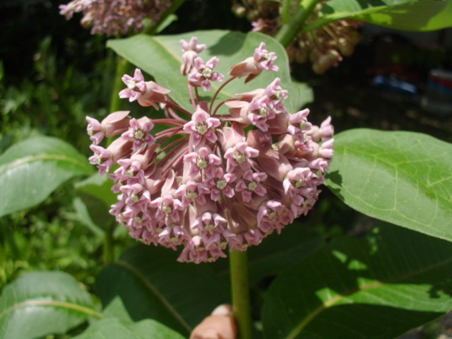 30 COMMON MILKWEED SEEDS – Asclepias syriaca