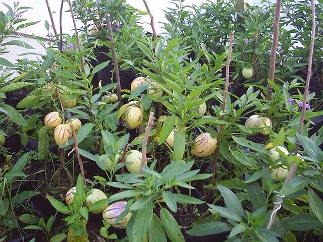 1 Pepino Melon From Old Plant Cutting With Pot 10” Golden Sweet Ginseng Fruit