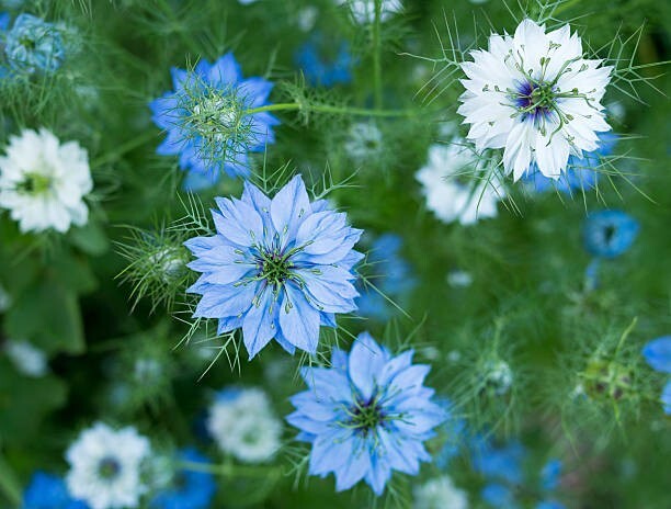 50 LOVE IN A MIST SEEDS | SALE FREE SHIPPING NON GMO HEIRLOOM