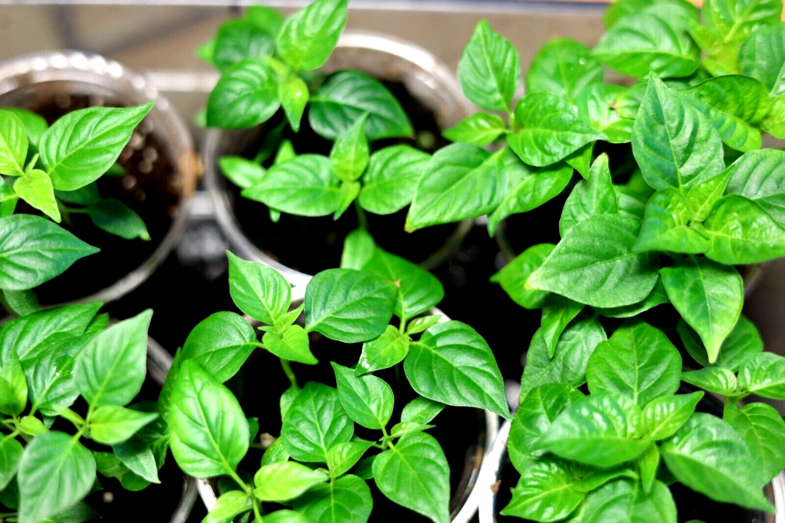 25 Ghost Pepper Seeds Premium Bhut Jolokia Pepper Non-GMO Organic Free Shipping