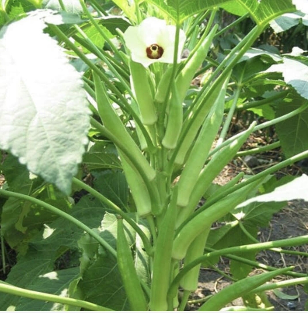 Rau Ram/ Dragon Bean- Okra/ Vietnamese basil/Sung thao-Japanese/Chine artichoke