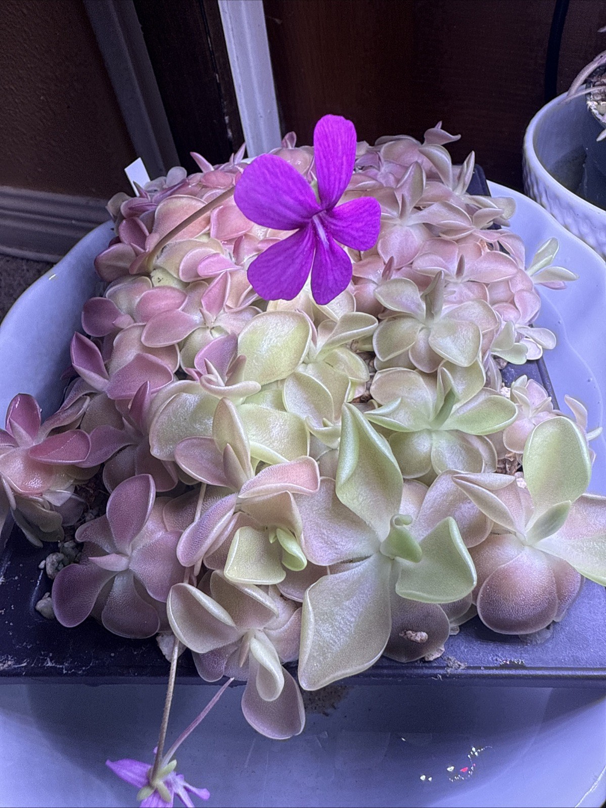 Pinguicula ‘Weser’ Mexican Butterwort Carnivorous Plant Eats All Flying Bugs￼