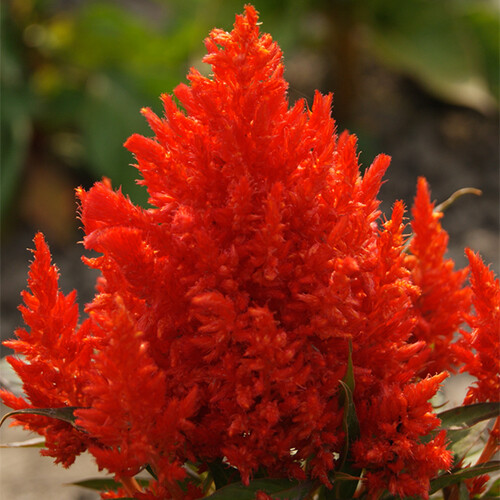 Scarlet Plume Celosia Seeds | Non-GMO | Free Shipping | Seed Store | 1278