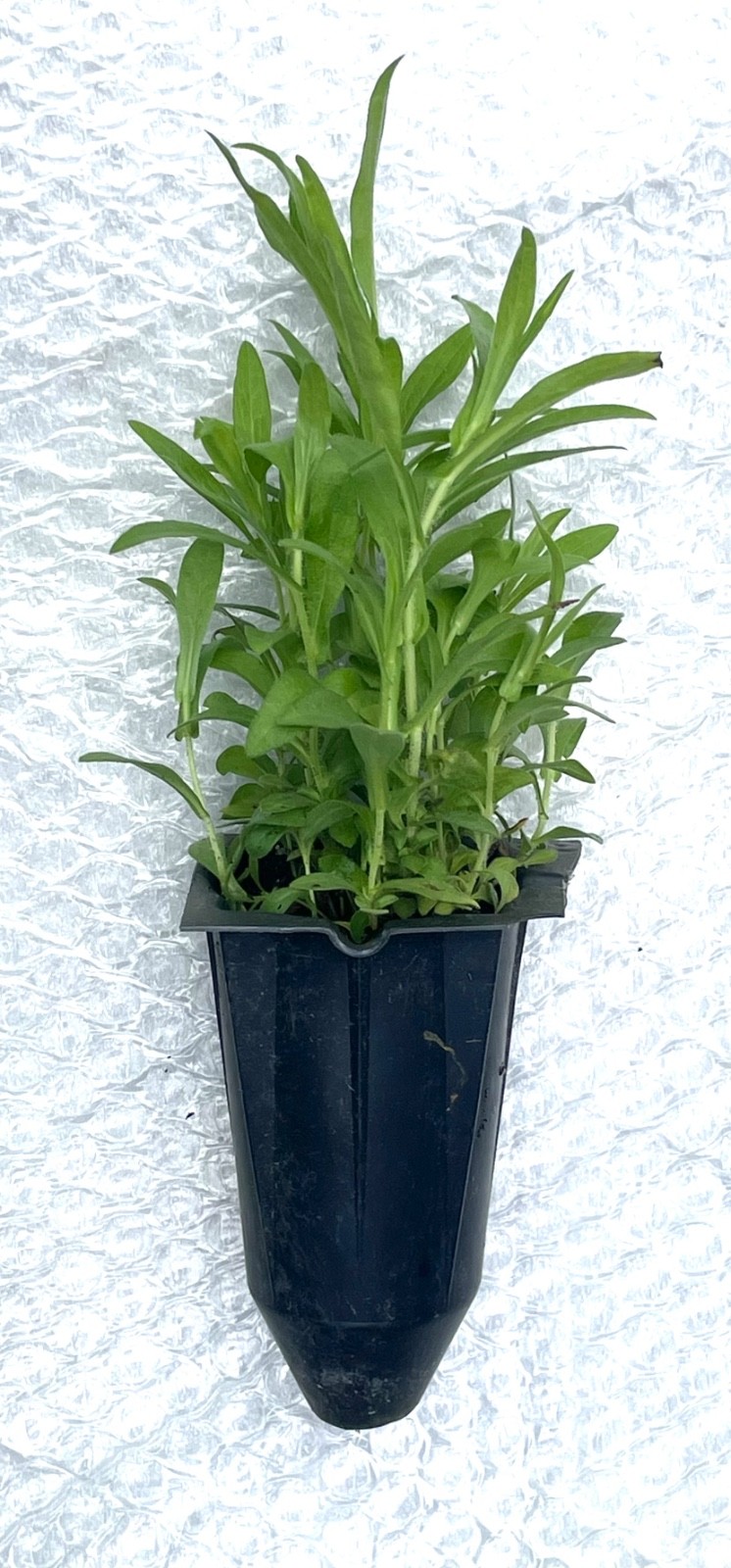 New England Aster- Plug-Grown Seedlings (4-Pack)