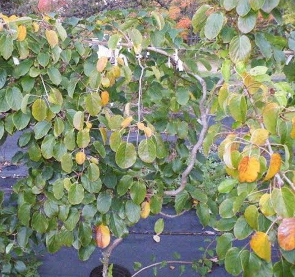 1 Kiwi Berry Male Meader Live 3yr Plant Zones 4-9 (Female Available)
