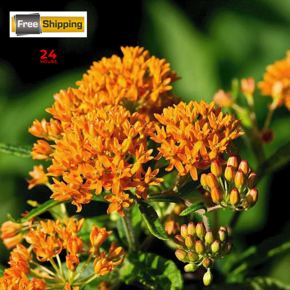 Orange Butterfly Milkweed Flower Seeds (Asclepias Tuberosa), Orange,Yellow