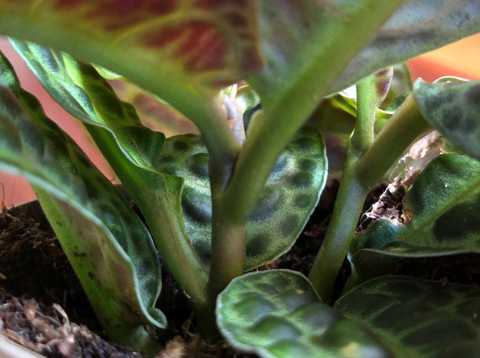 Rare Labisia Kura Kura 14″ Tall 2 Plants Aroid Not Philodendron Monstera