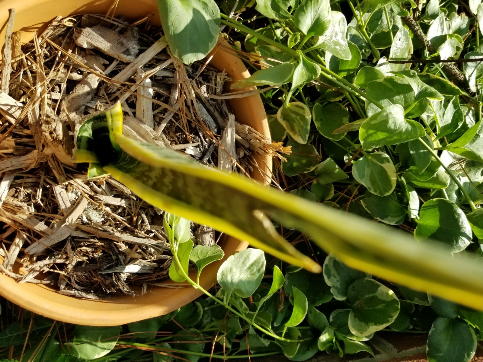Snake plant, you’re getting two plants with roots for good measure