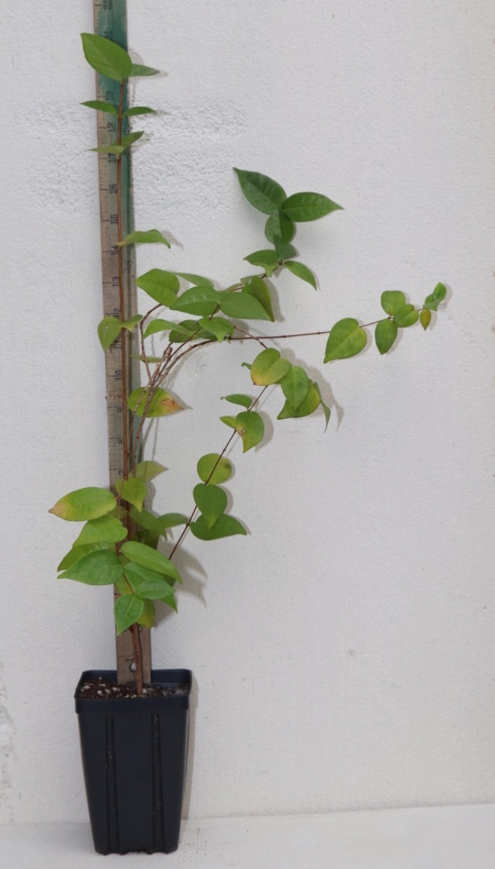 18” FRUITING Zill Surinam Cherry (EUGENIA UNIFLORA VAR) Huge Fruit Organic