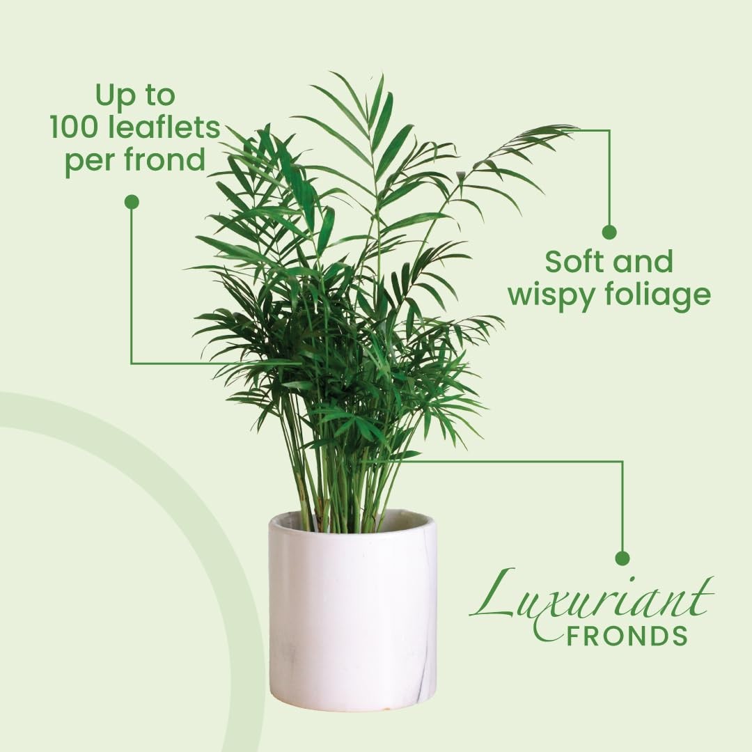 Areca Palm Plant – 10-Inch Pot Indoor Tropical Houseplant, Pet-Friendly Care