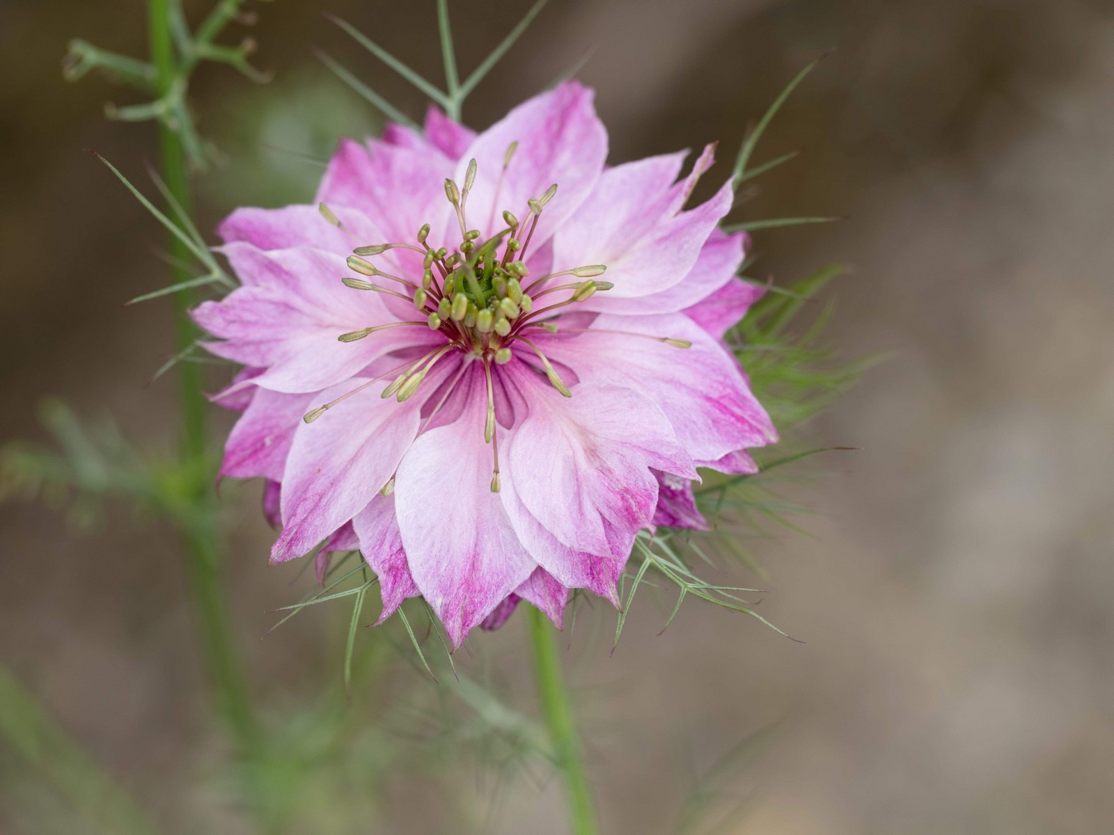 500 LOVE In A MIST PERSIAN Jewels Mix Nigella Damascena Fennel Flower Seeds