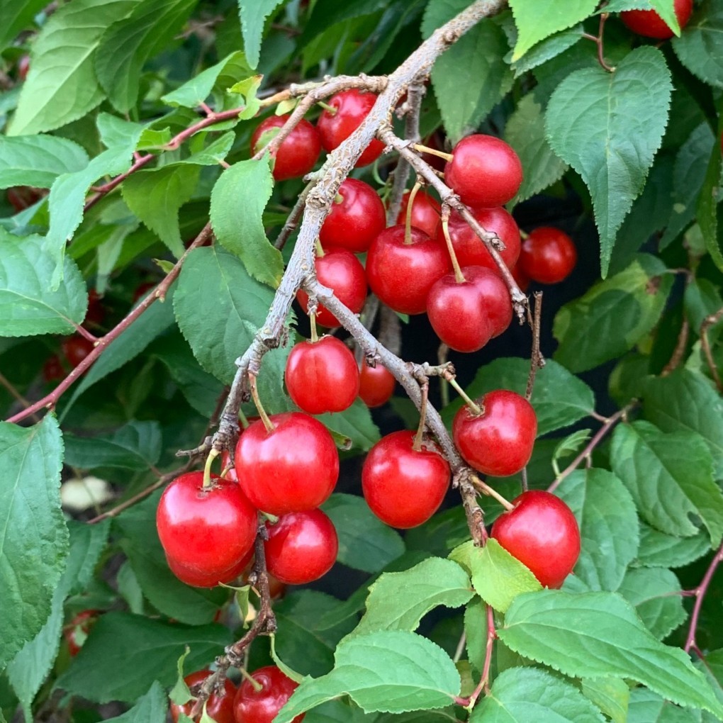 1 Red bush cherry, rooted starter plant. Zones 3-8. JOY JOEL or JAN