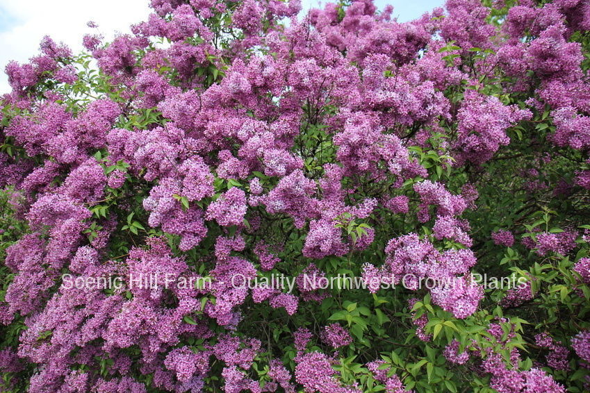 Potted Purple Old Fashion Lilac Bush – The Most Fragrant Lilac – 20 – 30″ Tall
