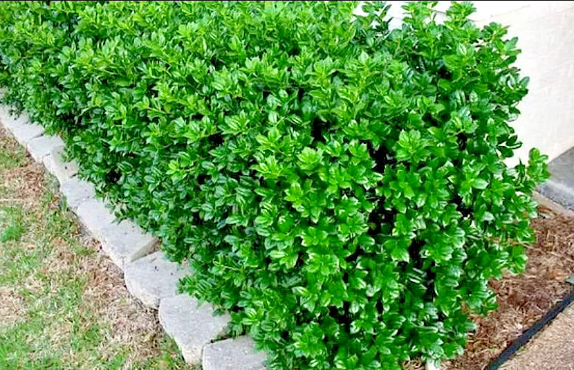China Girl Holly Live Tree – 6-12″ Tall – 1 Quart Pot – Evergreen – Zones 6-9