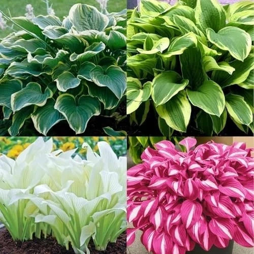 Hosta Seeds – 100 Rare White& Red Hosta with Blue Variations – Perennial Plants